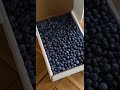 Amazing Harvesting And Processing Technology (P13) - Blueberries | Leo Farm #Shorts