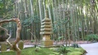 BAMBOO SHRINE OF JAPAN - Hokokuji Temple, Kamakura (報国寺、鎌倉市）