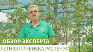 Летняя прививка растений