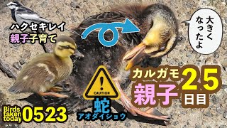 0524【カルガモ親子の雛鳥】蛇に気づかずランニングの人が…。カワセミ。ハクセキレイが子供に餌やり。カラス夫婦。アオダイショウ。ハシブトガラス。　#身近な生き物語　#カルガモ親子　#ヘビ