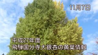 平成27年飛騨国分寺大銀杏黄葉情報　11月7日