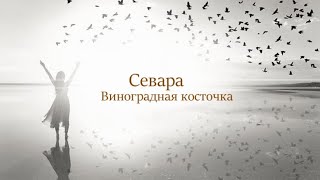 Севара ( Виноградная косточка )