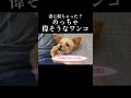 妻に似てしまった犬 shorts 犬