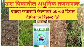 TRISKELE User Farmer Testimonial|ऊस पिकातील सुरक्षित तणनाशक जे की दीर्घकाळ परिणाम देते. #uplindia