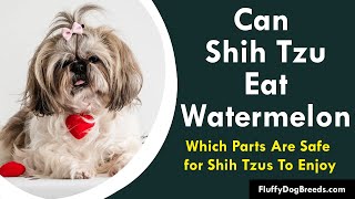 Can Shih Tzu Eat Watermelon: Which Parts Are Safe for Shih Tzus To Enjoy?