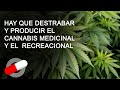 HAY QUE DESTRABAR Y PRODUCIR EL CANNABIS MEDICINAL Y EL  RECREACIONAL