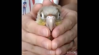 【インコかわいい】ウロコインコの不思議なMoving in the hands.