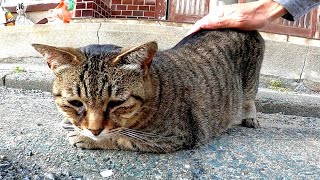 港町の通りで寝ていた野良猫をナデナデしてきた