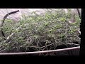 Red Pop RELOADED Pheno Hunt Week 7/ MASSIVE PLANT Week 2! Plus Poor Man's One Plant Watering System