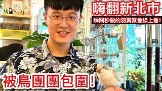 真秒殺！捕捉和尚鸚鵡數量「爆多」的鳥聚畫面！眼神銳利的非洲「稀有物種」也悄悄來到現場？The second round of pet bird chat event【鸚鵡小木屋羽翼聚會EP2】