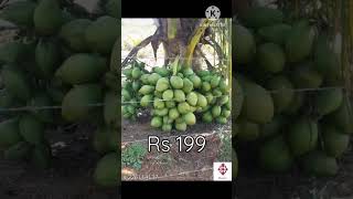 HYBRID coconut plant low price in meesho