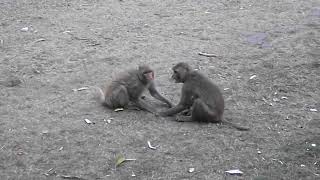 fighting monkeys funny style | दो बंदर का झगड़ा