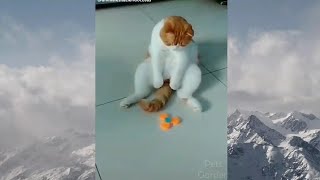 Nakakatuwa at kahanga-hangang alaga_funny lovely pets