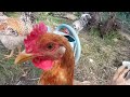 stop rooster crowing noise for only 1€ each. easy diy solution.