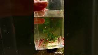 Red Cherry Shrimp (aushrimphome.com)