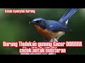 tledekan gunung rewel banget gacor doorr... masteran burung