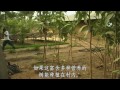 moringa discovery channel chinese simplified subtitles