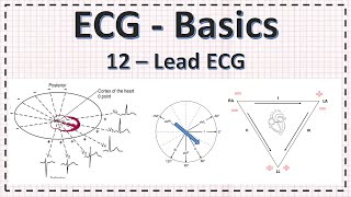ECG/EKG interpretation | 12 Lead ECG Explained | Learn from Basics