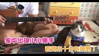 【Cute萌寵】家中出現小小樂手，喵星人隨著爸爸拿起「吉他」架勢十足！擁有這樣的爸爸好幸福啊～