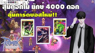 สุ่มดอกไม้กิจกรรม 4000 ดอกลุ้นการ์ด แรร์ 1-3 ใบ วันหยุด การ์ดแพงออกรัวๆ  l  Ragnarok Online