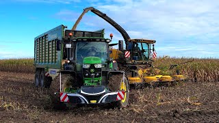 Mais hakselen | Chopping corn | Mais häckseln | New Holland | John Deere | Peecon | Maisseizoen 2022