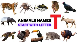 The Letter T Songs | Sing and Learn the Letters of the Alphabet |  Let's Learn About the Letter T