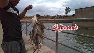 Fishing Trey Chhaeng | ស្ទូចត្រីឆ្កែង | Phum Arom