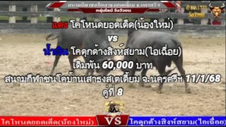 คู่ที่ 8 สนามชนโคเสาธงสเตเดี้ยม จ.นครศรีฯ 11/1/68 🔴#โหนดยอดเด็ดvs🔵#ดุกด้างสิงห์สยาม