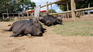 Wie machen schweine geräusche in der Schweiz / Entspannungsgeräusche