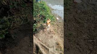 একবার ডাকার আগেই কুকুর টা চলে আসে #dog #dogshorts #dogvideos