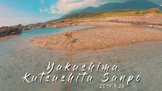 屋久島の海で泳ぐ犬｜大柄犬の散歩