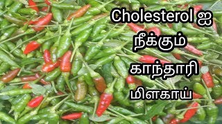 Cholesterol ஐ நீக்கும் காந்தாரி மிளகாயின் பயன்கள்/Birds Eye Chilly Benefits in Tami /Wild Chilly