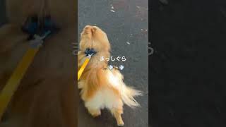 １歳ポメラニアン空太の成長日記〜ボクは毎日、河原に向かってまっしぐらに走る🐶💨〜#2023.5.1#shorts #ポメラニアン#ポメラニアン空太#癒し#もふもふ#いぬのきもち#河原の景色