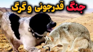 نبرد بی رحمانه گرگ و سگ قهدریجانی😱 | گرگ میتونه قدرجونی و شکست بده !!