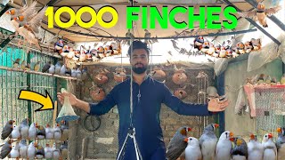 BUYING FINCHES FROM 1000 FINCHES COLONY-Finches Colony setup tips