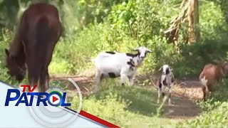 Mga hayop na pinaalagaan umano sa mga bilanggo, nadiskubre sa Bilibid | TV Patrol