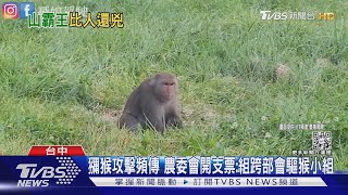 獼猴攻擊頻傳 農委會開支票:組跨部會驅猴小組｜TVBS新聞