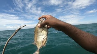 கடல் தண்ணீரை வைத்து மீன் சமையல் / Cooking fish with sea water