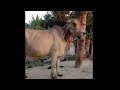 cow eating grass | Ganado suiszo americano | Charolais