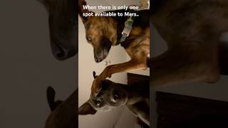 Doggy Drama, 😳🤔❤️😆, Taiwan dog, FMD, Formosan Mountain Dog, 台灣犬, 後宮佳麗爭寵現場直擊