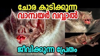 ചോര ഊറ്റി കുടിക്കുന്ന വാമ്പയര്‍ വവ്വാല്‍ |vampire bats | മനുഷ്യരെയും വെറുതെ വിടില്ല