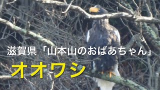 鳥見日記2022年12月湖北の三大スター　オオワシ「山本山のおばあちゃん」ヒシクイ、コハクチョウ