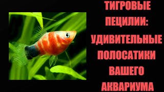 Тигровые Пецилии: Уникальные Рисунки Природы в Вашем Аквариуме! #аквариум