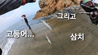 보령권  삼치 고등어  나오긴  하는데.......쯧...                  루어낚시