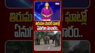 తిరుమలలో ఏనుగుల గుంపు🙄😲| Elephants Hulchul At Tirumala Ghat Road | BRK News