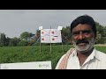 బెస్ట్ తేజ రకం బ్లేజ్ రైతు మాటల లో విందం croplife agriculture chilli mirchifarming viralvideo