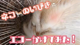 【 ねこの音楽隊 】ネコのいびきにエコーをかけてみたらどうなる？　猫が奏でる旋律 寝顔　sleep