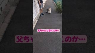 お散歩ルンルンルン🐶🐾 1時間でも平気で歩いてた頃、懐かしいな。この直線往復でぐっすり眠れてます😴 #コーギー #コーギー犬 #corgi #コーギーかわいい #シニア犬