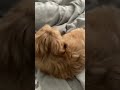 shih tzu albert takes his humans keys when they start getting ready for work cute puppy puppy