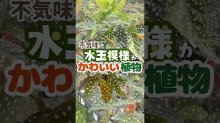 不気味な水玉模様がかわいい植物【観葉植物】